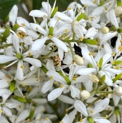 Bursaria spinosa subsp. lasiophylla (Australian Blackthorn) at Red Hill Nature Reserve - 29 Dec 2023 by Tapirlord