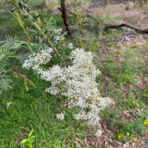 Bursaria spinosa subsp. lasiophylla at Red Hill Nature Reserve - 29 Dec 2023 02:59 PM