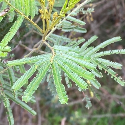 Acacia mearnsii (Black Wattle) at Red Hill, ACT - 29 Dec 2023 by Tapirlord