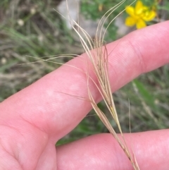 Anthosachne scabra (Common Wheat-grass) at Red Hill, ACT - 29 Dec 2023 by Tapirlord