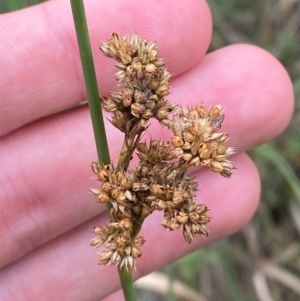 Juncus australis at Red Hill to Yarralumla Creek - 29 Dec 2023 02:57 PM