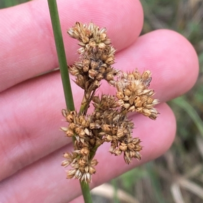 Juncus australis (Australian Rush) at Hughes, ACT - 29 Dec 2023 by Tapirlord