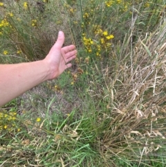 Juncus australis at Red Hill to Yarralumla Creek - 29 Dec 2023 02:57 PM