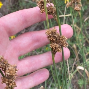 Juncus australis at Red Hill to Yarralumla Creek - 29 Dec 2023