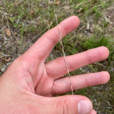 Aristida ramosa (Purple Wire Grass) at Red Hill, ACT - 29 Dec 2023 by Tapirlord
