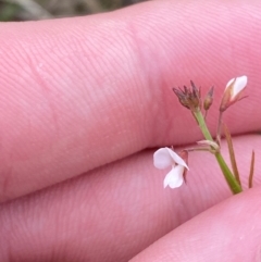 Grona varians (Slender Tick-Trefoil) at Red Hill, ACT - 29 Dec 2023 by Tapirlord