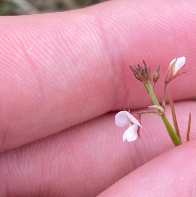 Grona varians (Slender Tick-Trefoil) at Federal Golf Course - 29 Dec 2023 by Tapirlord