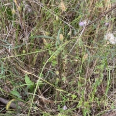 Grona varians at Red Hill to Yarralumla Creek - 29 Dec 2023 02:55 PM