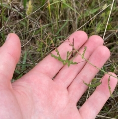 Grona varians at Red Hill to Yarralumla Creek - 29 Dec 2023