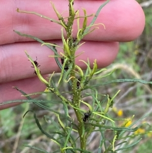 Cassinia quinquefaria at Red Hill to Yarralumla Creek - 29 Dec 2023 02:55 PM