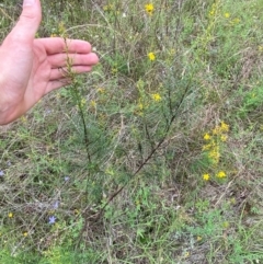 Cassinia quinquefaria at Red Hill to Yarralumla Creek - 29 Dec 2023 02:55 PM