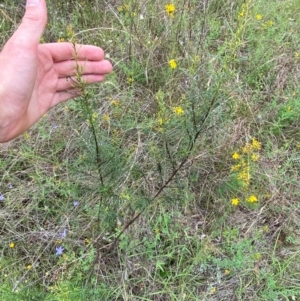 Cassinia quinquefaria at Red Hill to Yarralumla Creek - 29 Dec 2023 02:55 PM