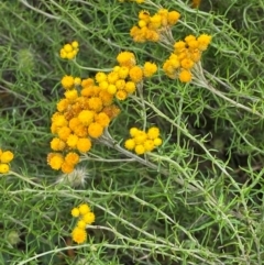 Chrysocephalum semipapposum (Clustered Everlasting) at Red Hill to Yarralumla Creek - 29 Dec 2023 by Tapirlord