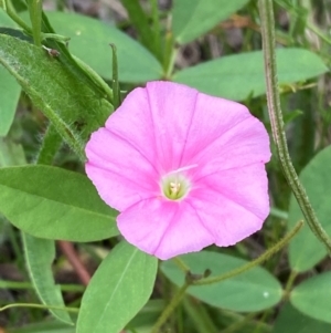 Convolvulus angustissimus subsp. angustissimus at Federal Golf Course - 29 Dec 2023 02:54 PM