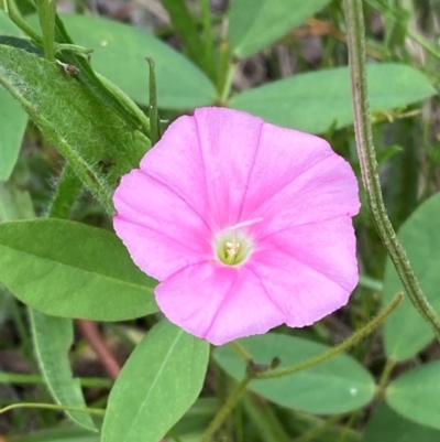 Convolvulus angustissimus subsp. angustissimus (Australian Bindweed) at Federal Golf Course - 29 Dec 2023 by Tapirlord