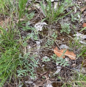 Swainsona sericea at Red Hill to Yarralumla Creek - 29 Dec 2023