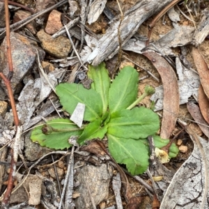 Solenogyne dominii at Red Hill to Yarralumla Creek - 29 Dec 2023