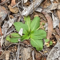 Solenogyne dominii at Red Hill to Yarralumla Creek - 29 Dec 2023