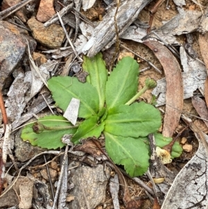 Solenogyne dominii at Red Hill to Yarralumla Creek - 29 Dec 2023