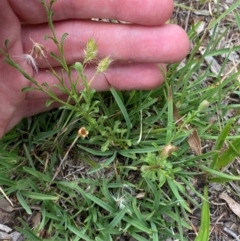 Vittadinia cuneata var. cuneata (Fuzzy New Holland Daisy) at Red Hill to Yarralumla Creek - 29 Dec 2023 by Tapirlord