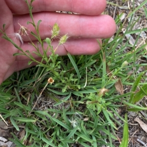 Vittadinia cuneata var. cuneata at Red Hill to Yarralumla Creek - 29 Dec 2023