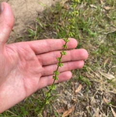 Rumex brownii (Slender Dock) at Hughes, ACT - 29 Dec 2023 by Tapirlord