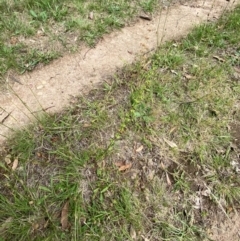 Rumex brownii at Red Hill to Yarralumla Creek - 29 Dec 2023