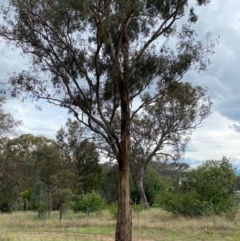 Eucalyptus melliodora at Red Hill to Yarralumla Creek - 29 Dec 2023