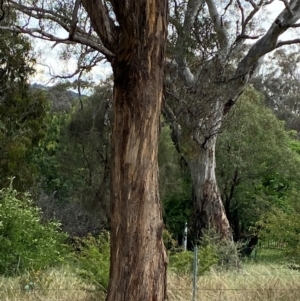 Eucalyptus melliodora at Red Hill to Yarralumla Creek - 29 Dec 2023 02:50 PM