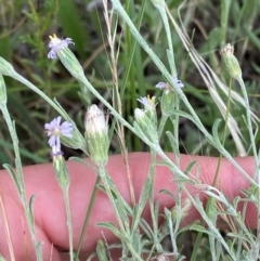 Vittadinia gracilis (New Holland Daisy) at Federal Golf Course - 29 Dec 2023 by Tapirlord