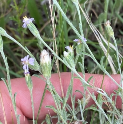 Vittadinia gracilis (New Holland Daisy) at Federal Golf Course - 29 Dec 2023 by Tapirlord