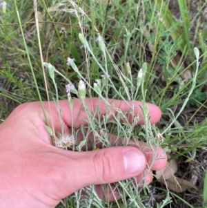 Vittadinia gracilis at Red Hill to Yarralumla Creek - 29 Dec 2023