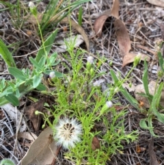 Vittadinia muelleri (Narrow-leafed New Holland Daisy) at Red Hill to Yarralumla Creek - 29 Dec 2023 by Tapirlord