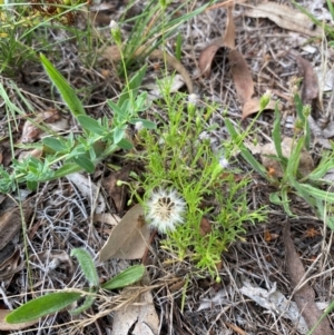 Vittadinia muelleri at Red Hill to Yarralumla Creek - 29 Dec 2023 02:49 PM