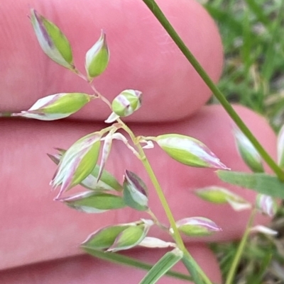 Rytidosperma carphoides (Short Wallaby Grass) at Hughes, ACT - 29 Dec 2023 by Tapirlord