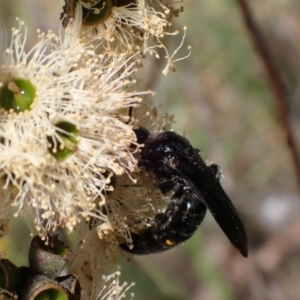 Laeviscolia frontalis at Murrumbateman, NSW - 6 Feb 2024