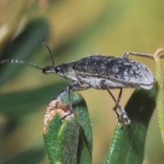 Pachyura australis (Belid weevil) at Namadgi National Park - 3 Feb 2024 by Harrisi