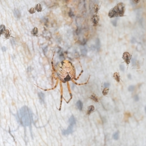 Cryptachaea veruculata at Namadgi National Park - 3 Feb 2024