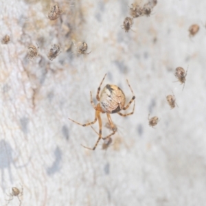 Cryptachaea veruculata at Namadgi National Park - 3 Feb 2024