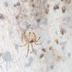 Cryptachaea veruculata at Namadgi National Park - 3 Feb 2024