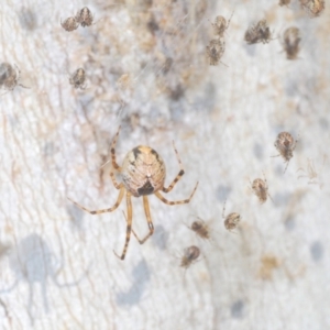 Cryptachaea veruculata at Namadgi National Park - 3 Feb 2024