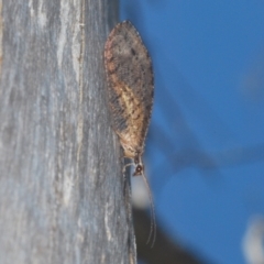 Oedosmylus tasmaniensis (Lacewing) at Booth, ACT - 3 Feb 2024 by Harrisi