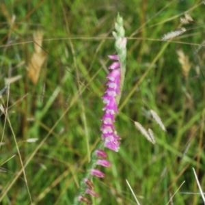 Spiranthes australis at Tidbinbilla Nature Reserve - 2 Feb 2024