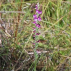 Spiranthes australis at Tidbinbilla Nature Reserve - 2 Feb 2024