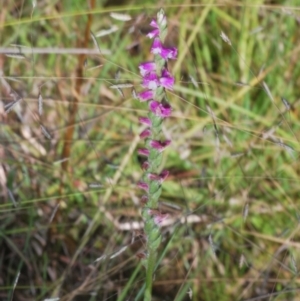 Spiranthes australis at Tidbinbilla Nature Reserve - 2 Feb 2024