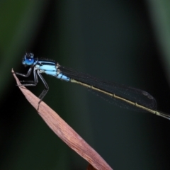 Unidentified Damselfly (Zygoptera) at Brisbane City, QLD - 6 Feb 2024 by TimL