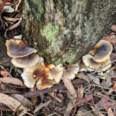 Omphalotus nidiformis (Ghost Fungus) at Tidbinbilla Nature Reserve - 6 Feb 2024 by Csteele4
