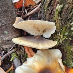 Omphalotus nidiformis at Tidbinbilla Nature Reserve - 6 Feb 2024