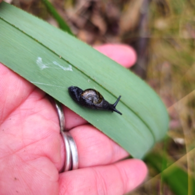 Helicarion cuvieri (A Semi-slug) at Paddys River, ACT - 6 Feb 2024 by Csteele4