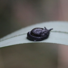 Helicarion cuvieri at Tidbinbilla Nature Reserve - 6 Feb 2024 05:28 PM